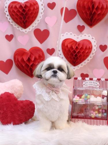 20240225みたらしちゃん